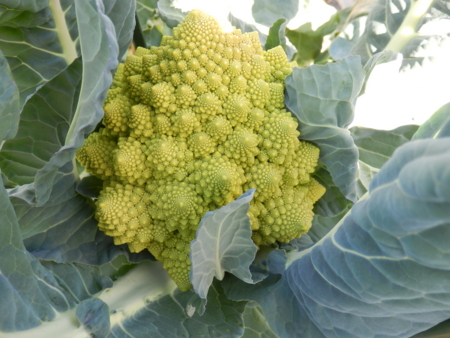 f:id:nekonohanashi:20170115140150j:image