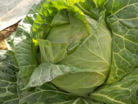 f:id:nekonohanashi:20170115140234j:image