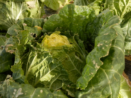 f:id:nekonohanashi:20170115140302j:image