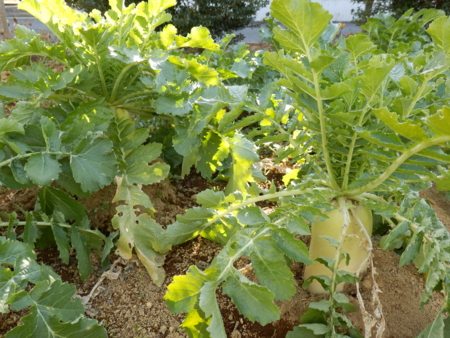 f:id:nekonohanashi:20170115140353j:image