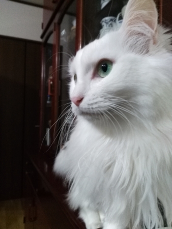 f:id:nekonohanashi:20170115165027j:image