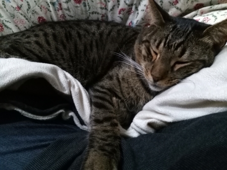 f:id:nekonohanashi:20170121202855j:image