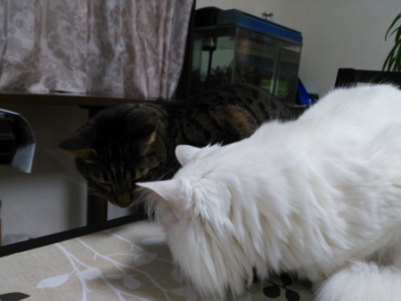f:id:nekonohanashi:20170330174808j:image