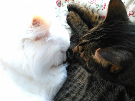 f:id:nekonohanashi:20170402125027j:image