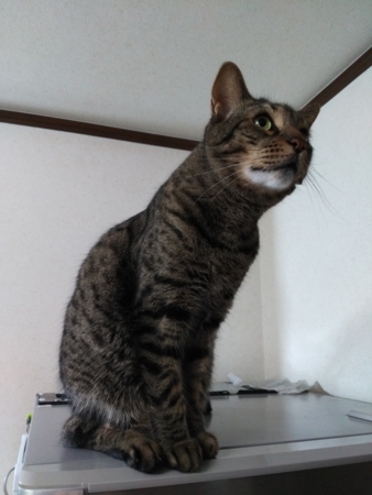 f:id:nekonohanashi:20170421162808j:image f:id:nekonohanashi:20170421162808j:image