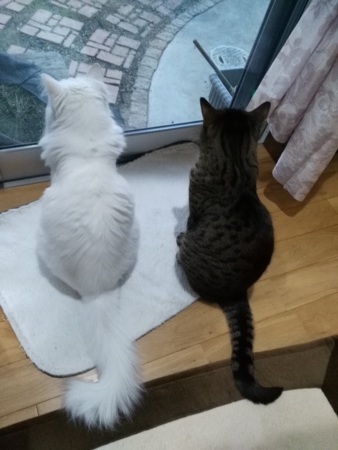 f:id:nekonohanashi:20170503181736j:image