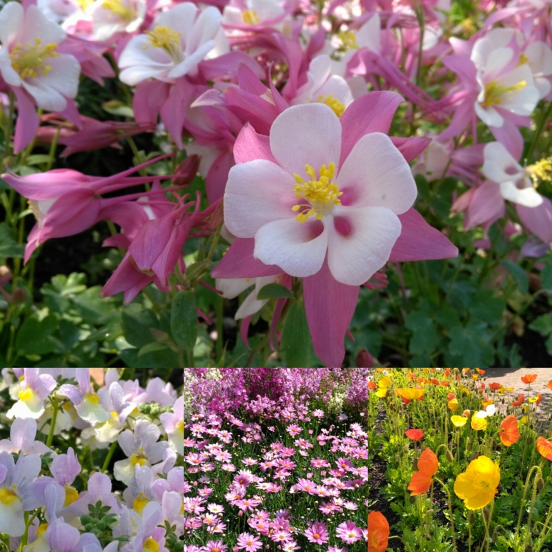 f:id:nekonohanashi:20170503221227j:image