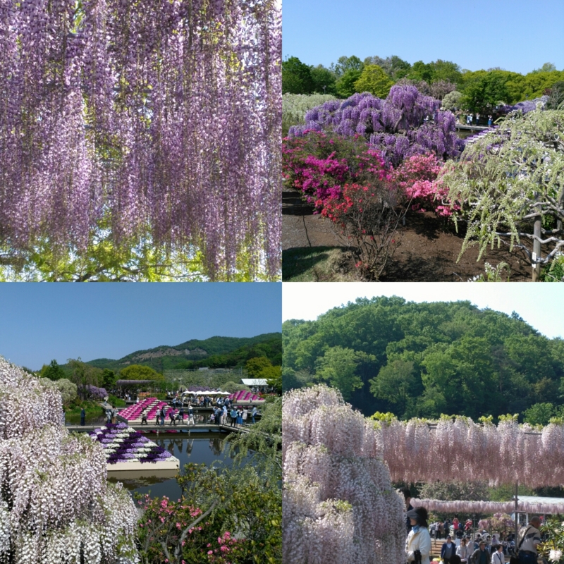 f:id:nekonohanashi:20170503221319j:image