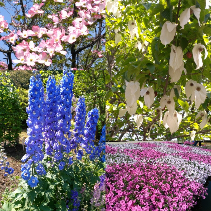 f:id:nekonohanashi:20170503221351j:image