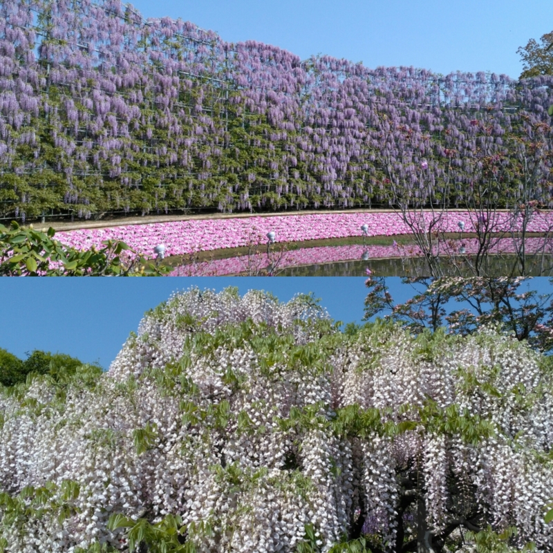 f:id:nekonohanashi:20170503222933j:image