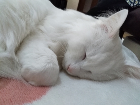 f:id:nekonohanashi:20170510074008j:image