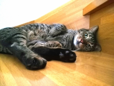 f:id:nekonohanashi:20170630151803j:image