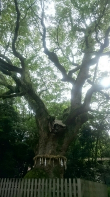 f:id:nekonohanashi:20170713042220j:image