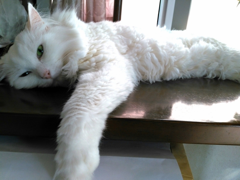 f:id:nekonohanashi:20170713160511j:image