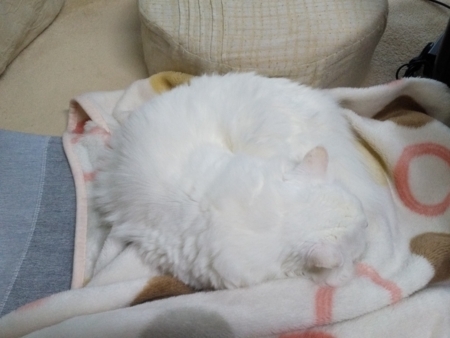 f:id:nekonohanashi:20171019095524j:image