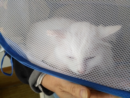 f:id:nekonohanashi:20171027090655j:image f:id:nekonohanashi:20171027090655j:image