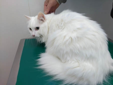 f:id:nekonohanashi:20171027091410j:image f:id:nekonohanashi:20171027091410j:image