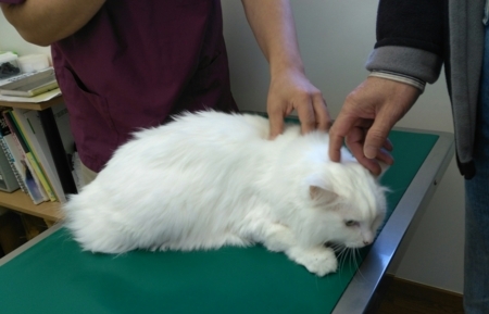 f:id:nekonohanashi:20171027091437j:image f:id:nekonohanashi:20171027091437j:image