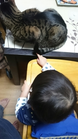 f:id:nekonohanashi:20171205104719j:image