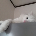 うちの猫