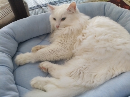 f:id:nekonohanashi:20180816120931j:image