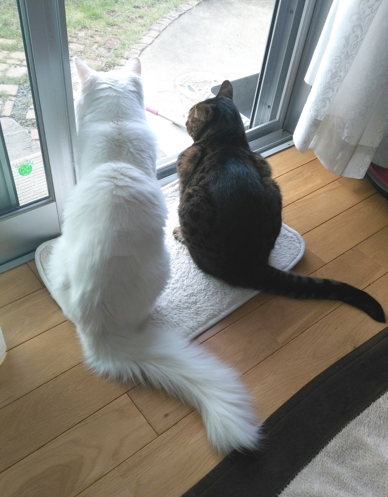 f:id:nekonohanashi:20181112123737j:plain f:id:nekonohanashi:20181112123737j:plainW450