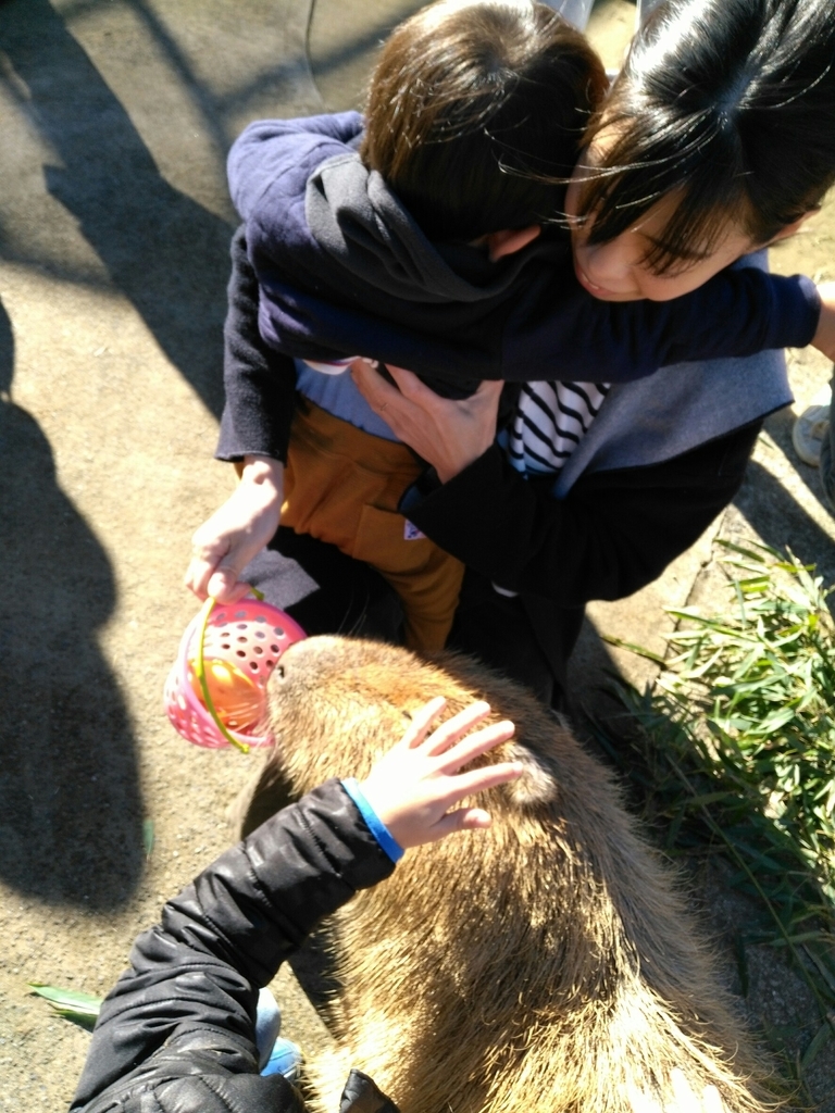 f:id:nekonohanashi:20181123100215j:plain f:id:nekonohanashi:20181123100215j:plain