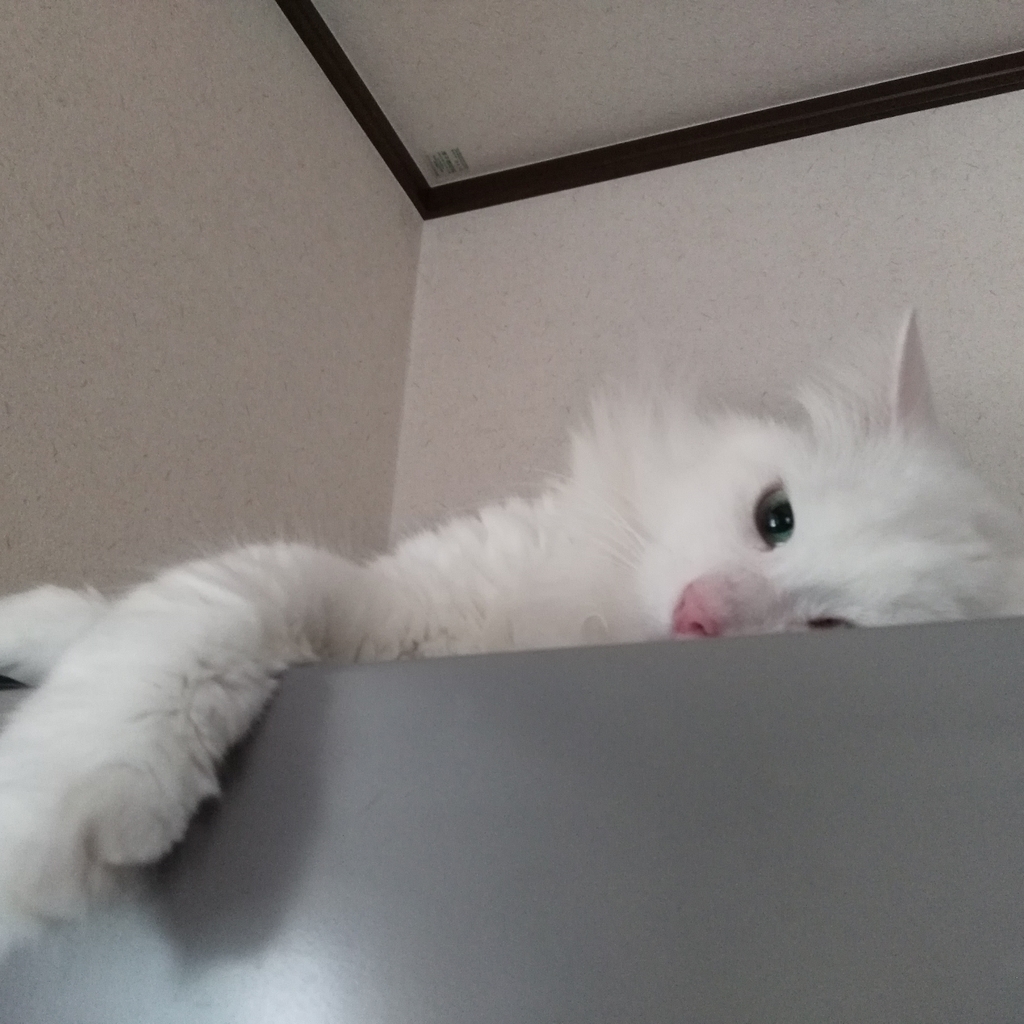 f:id:nekonohanashi:20181127170905j:plain f:id:nekonohanashi:20181127170905j:plain