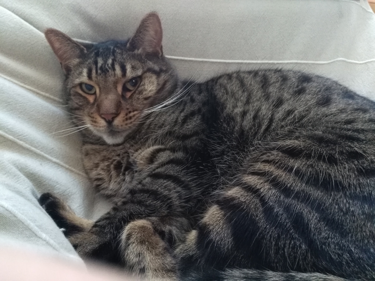 f:id:nekonohanashi:20190314064406j:plain:w400