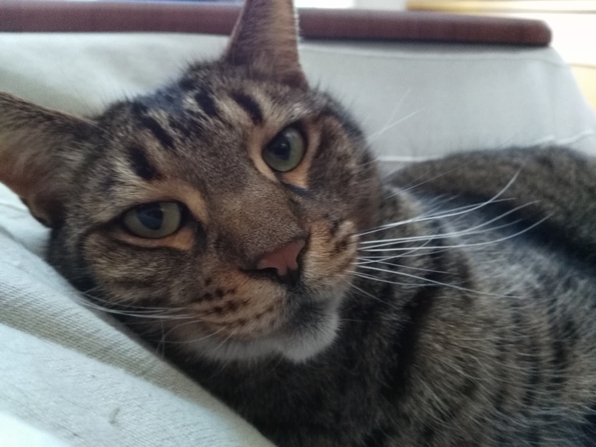 f:id:nekonohanashi:20190327062438j:plain