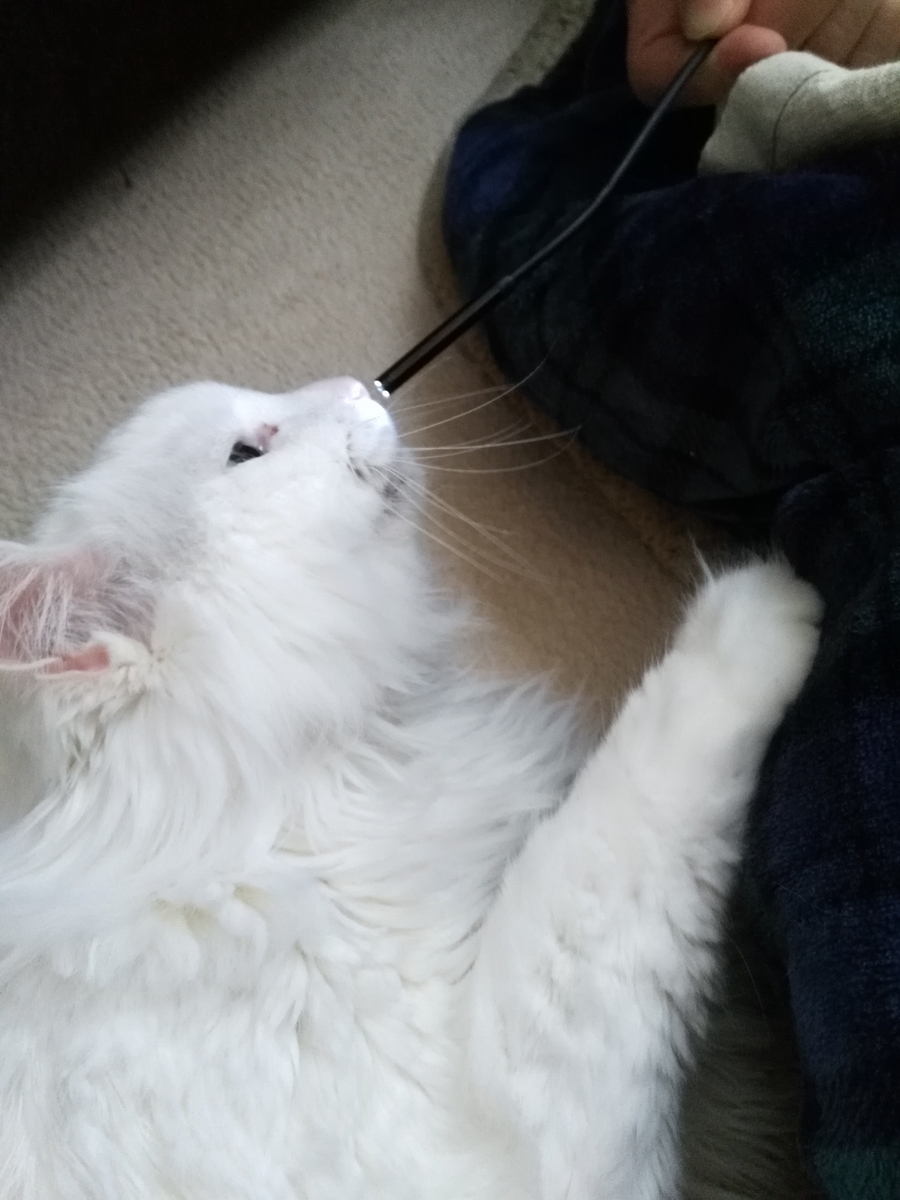 f:id:nekonohanashi:20190328071406j:plain