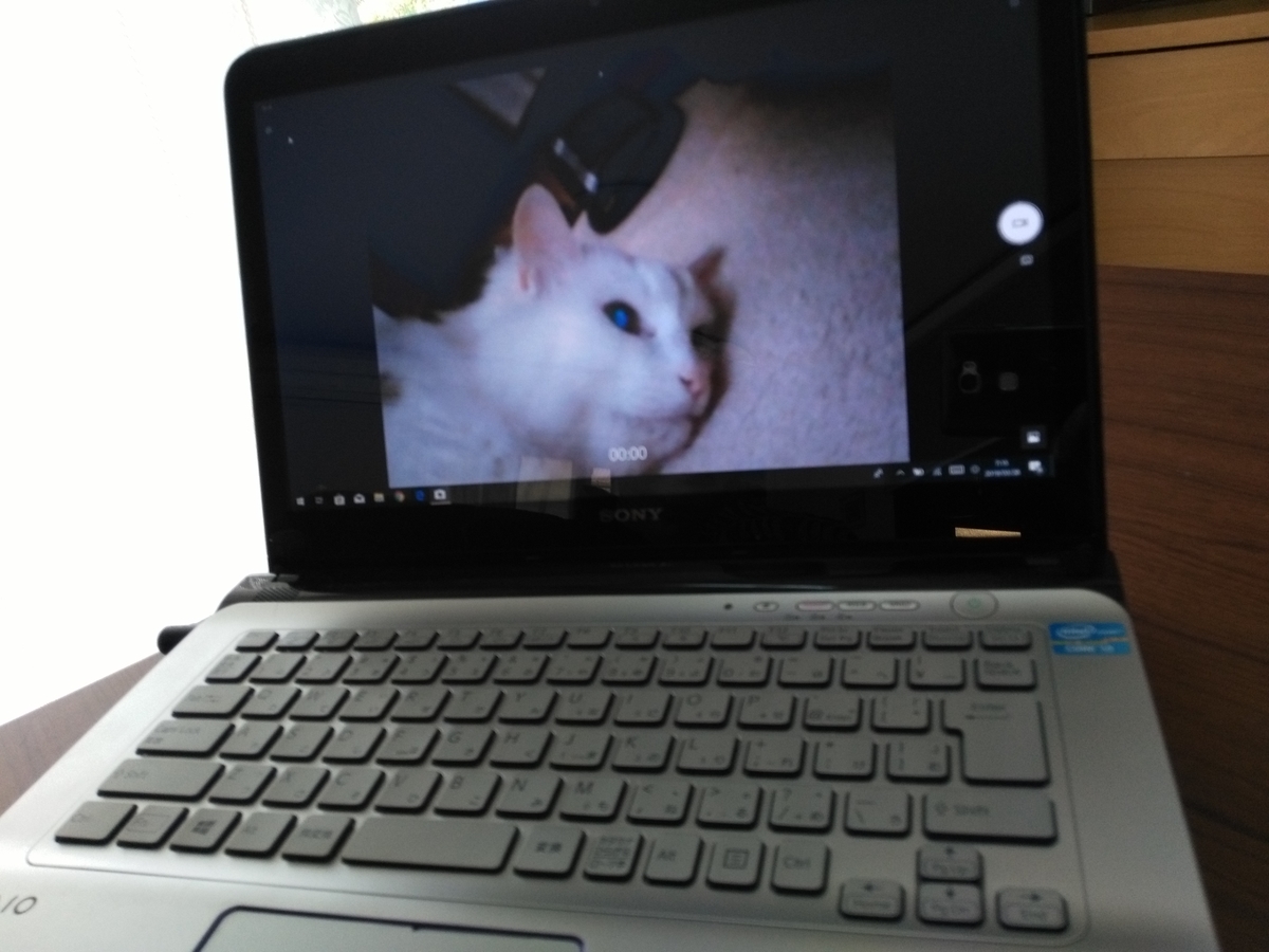 f:id:nekonohanashi:20190328071518j:plain