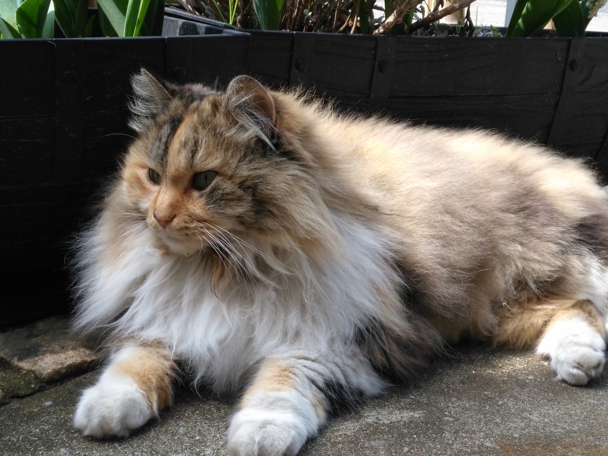 f:id:nekonohanashi:20190331110432j:plain:w350