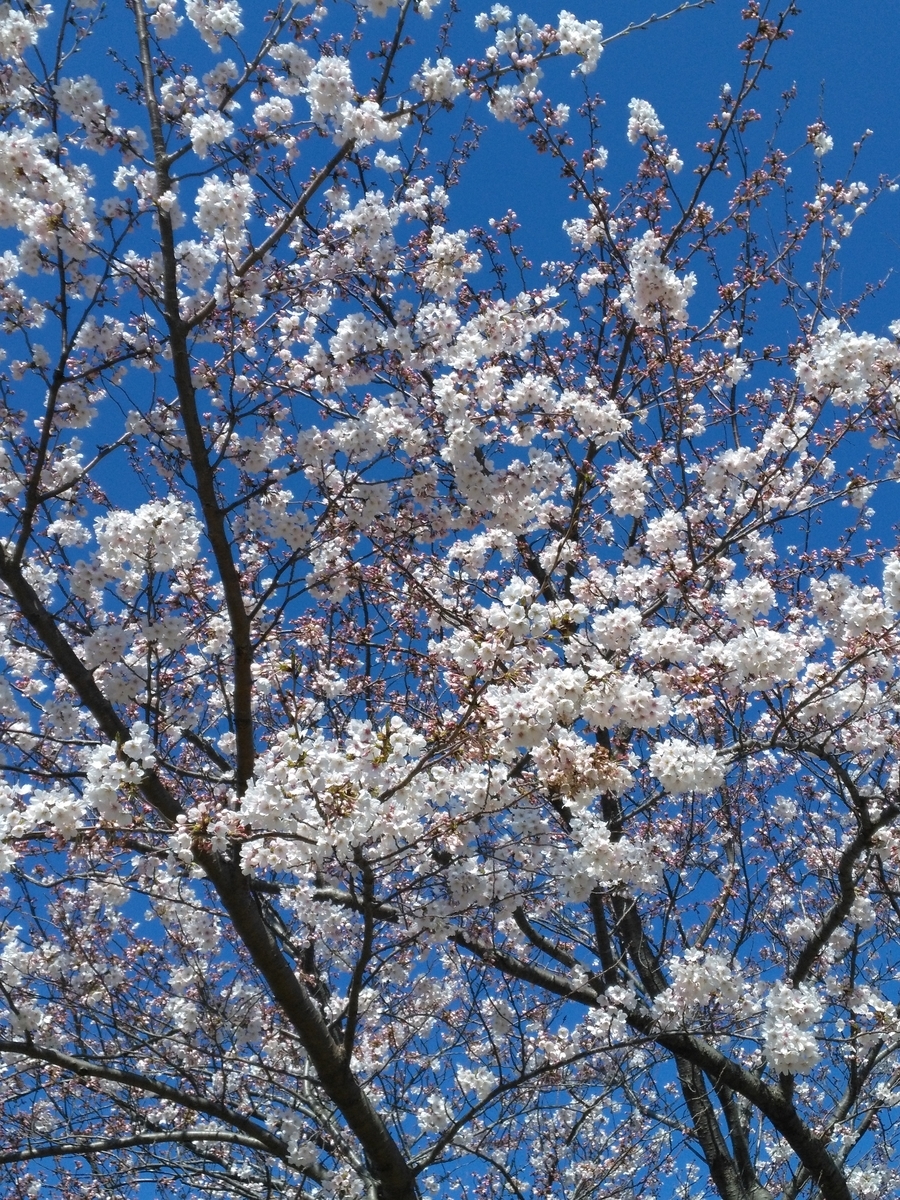 f:id:nekonohanashi:20190404083945j:plain:w350