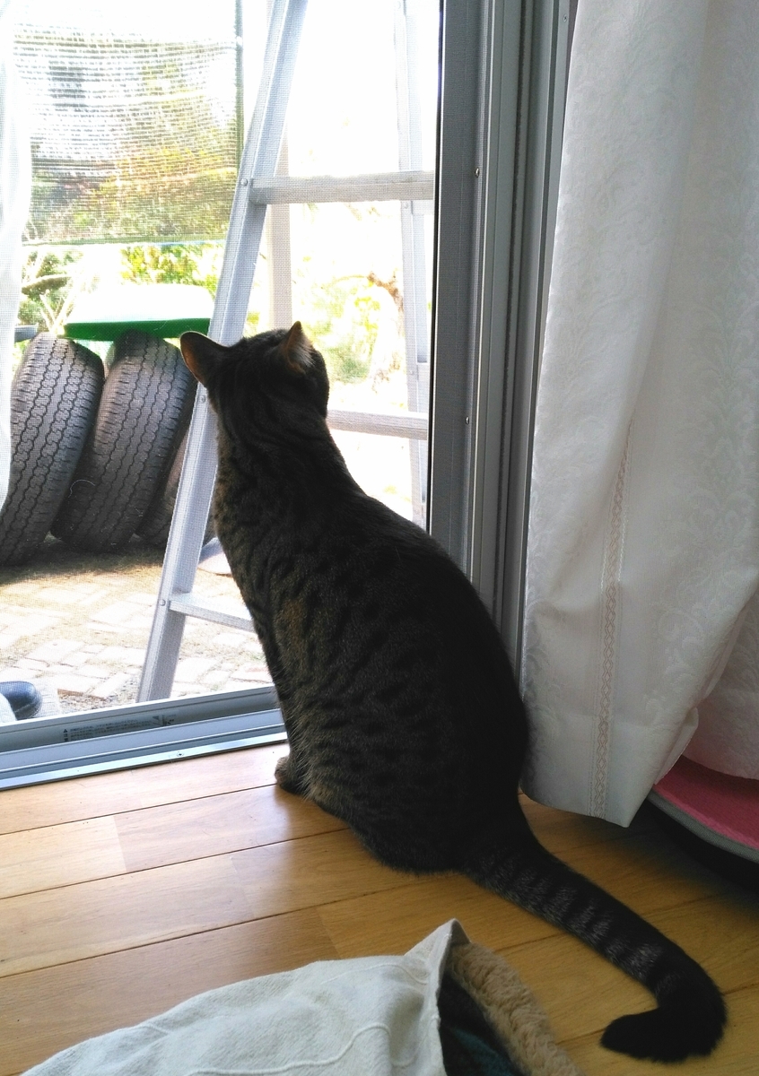 f:id:nekonohanashi:20190407093946j:plain:w400