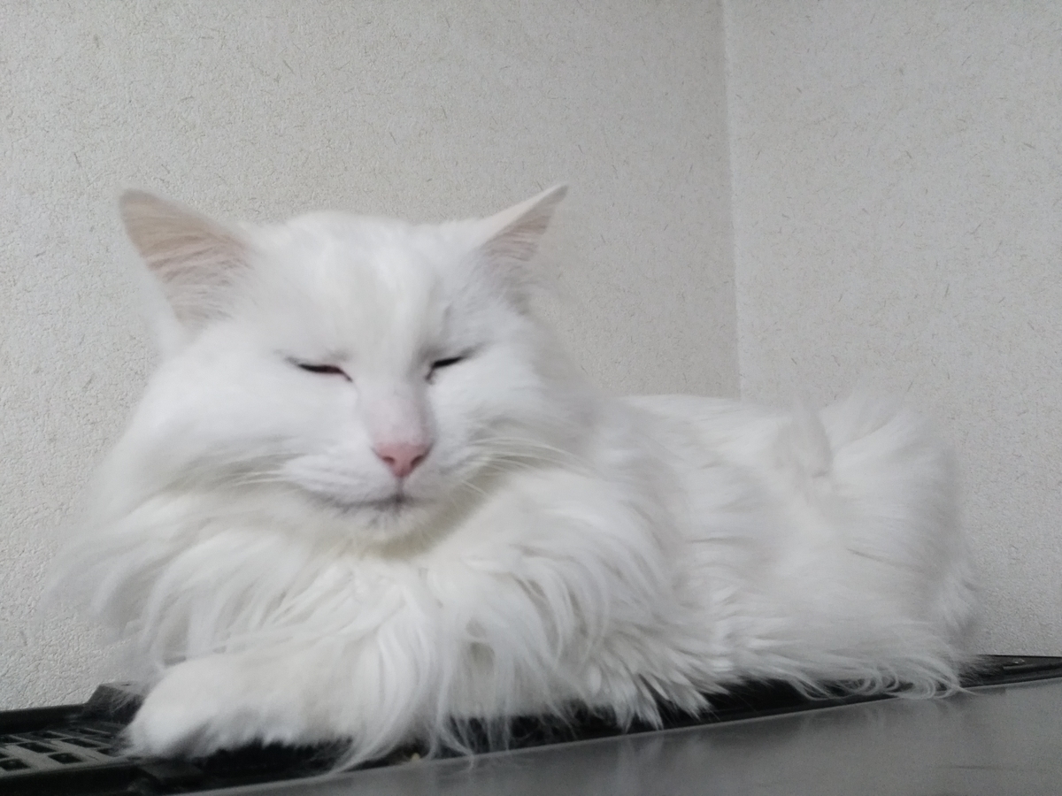 f:id:nekonohanashi:20190417102158j:plain:w350