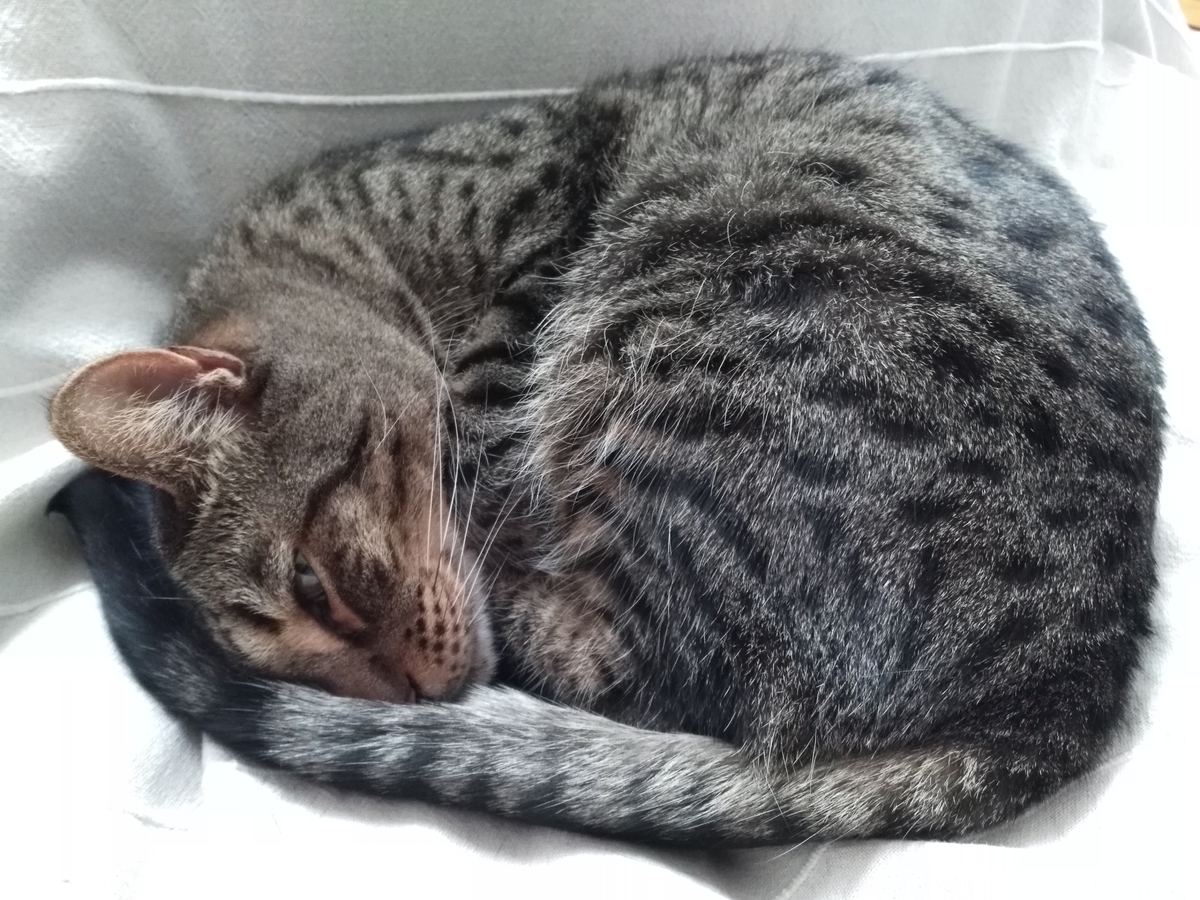 f:id:nekonohanashi:20190417102918j:plain:w350