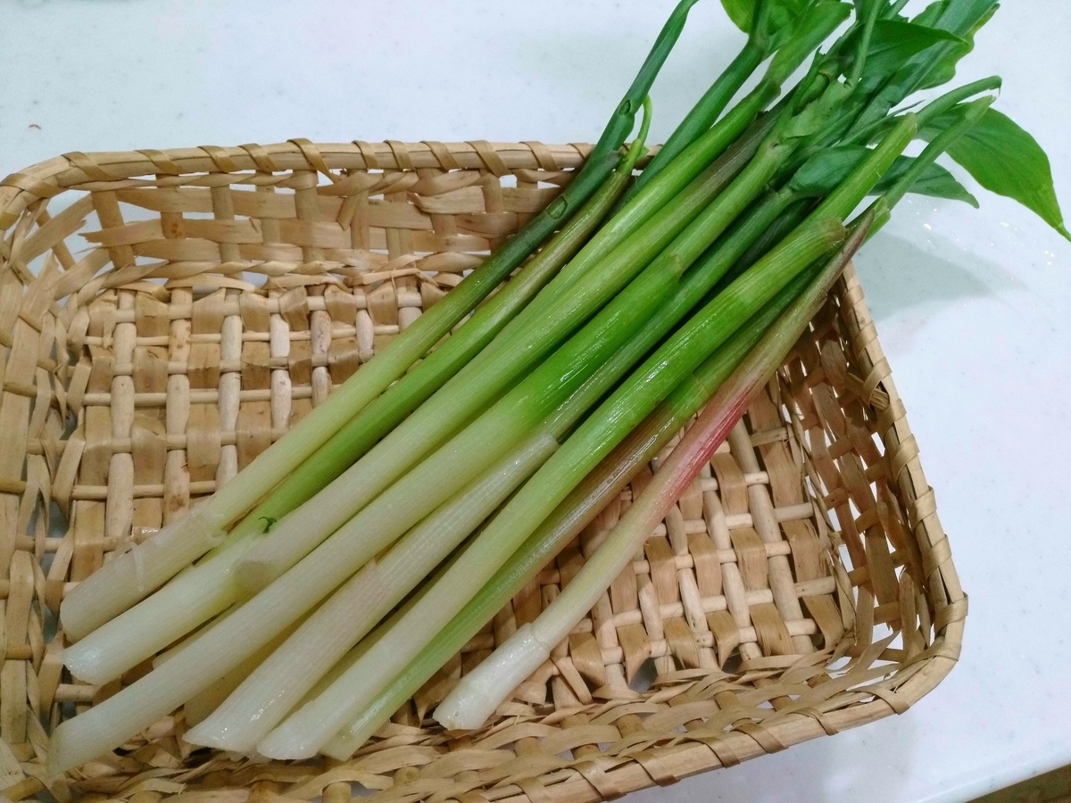 f:id:nekonohanashi:20190509174053j:plain:w350