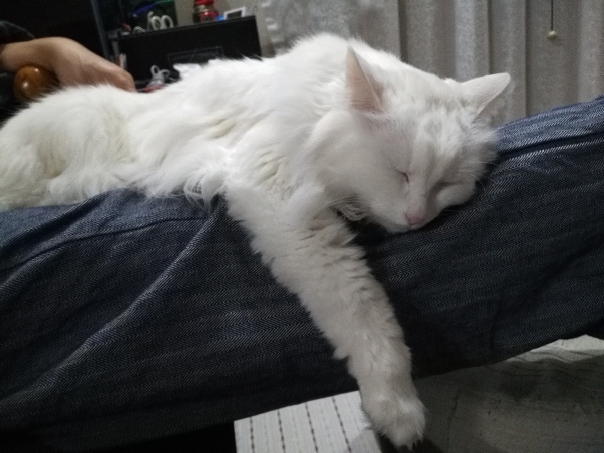 f:id:nekonohanashi:20190510192554j:plain:w350