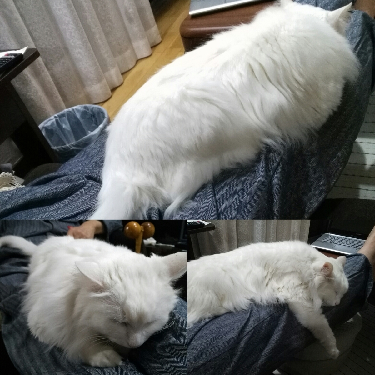 f:id:nekonohanashi:20190510222126j:plain:w350