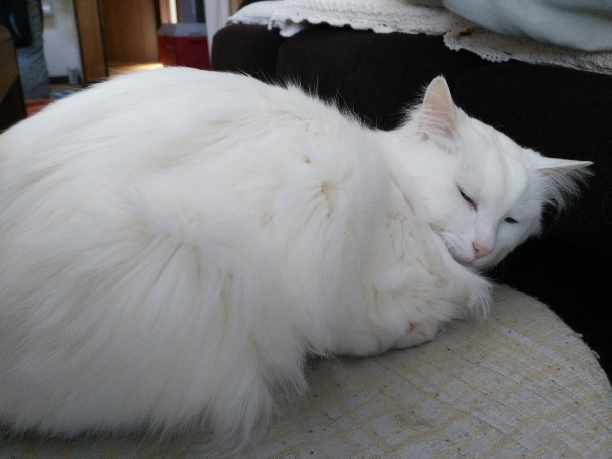 f:id:nekonohanashi:20190522074531j:plain:w350
