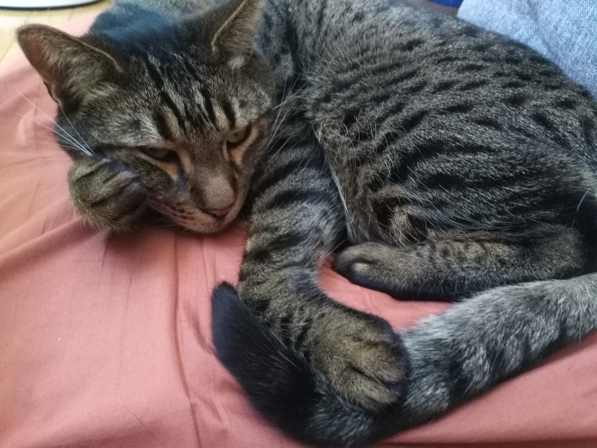 f:id:nekonohanashi:20190522084113j:plain:w350