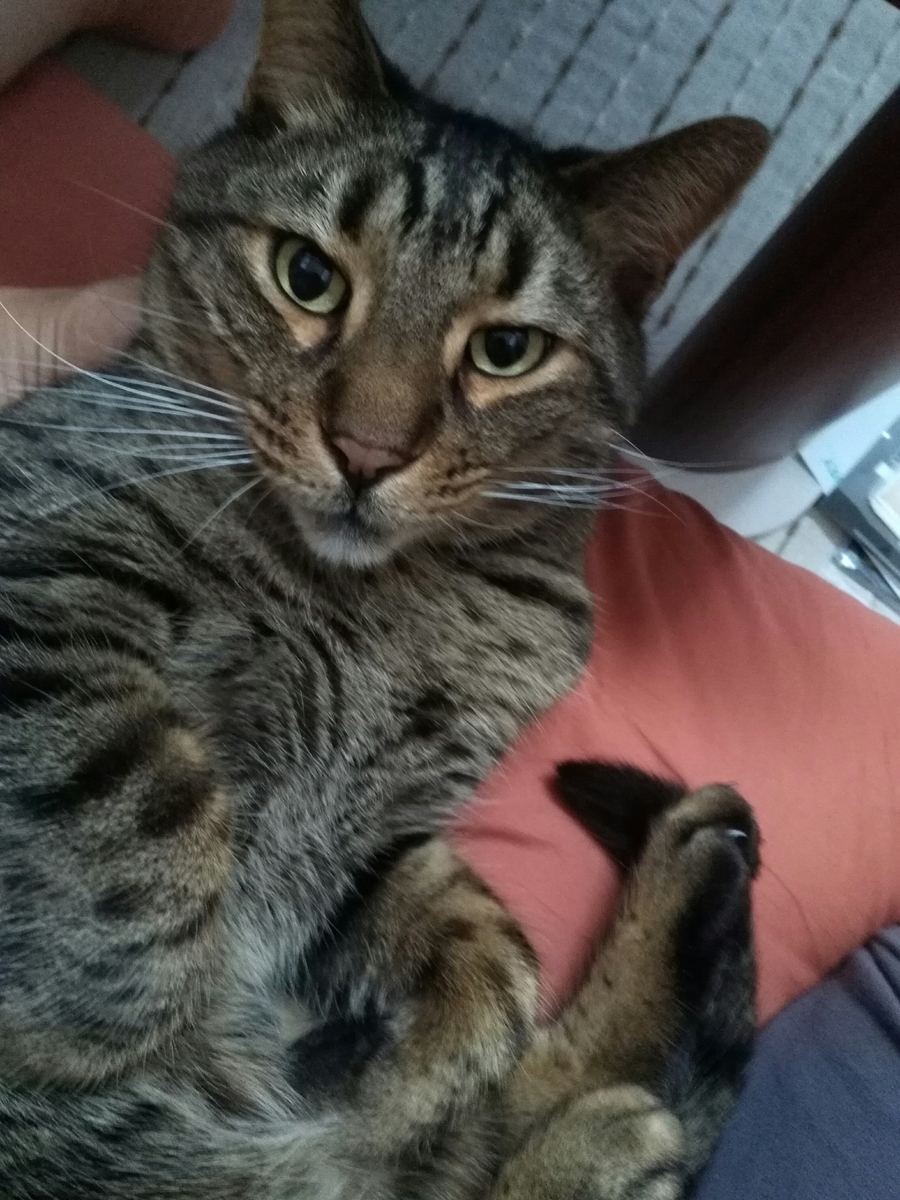 f:id:nekonohanashi:20190529074937j:plain:w300