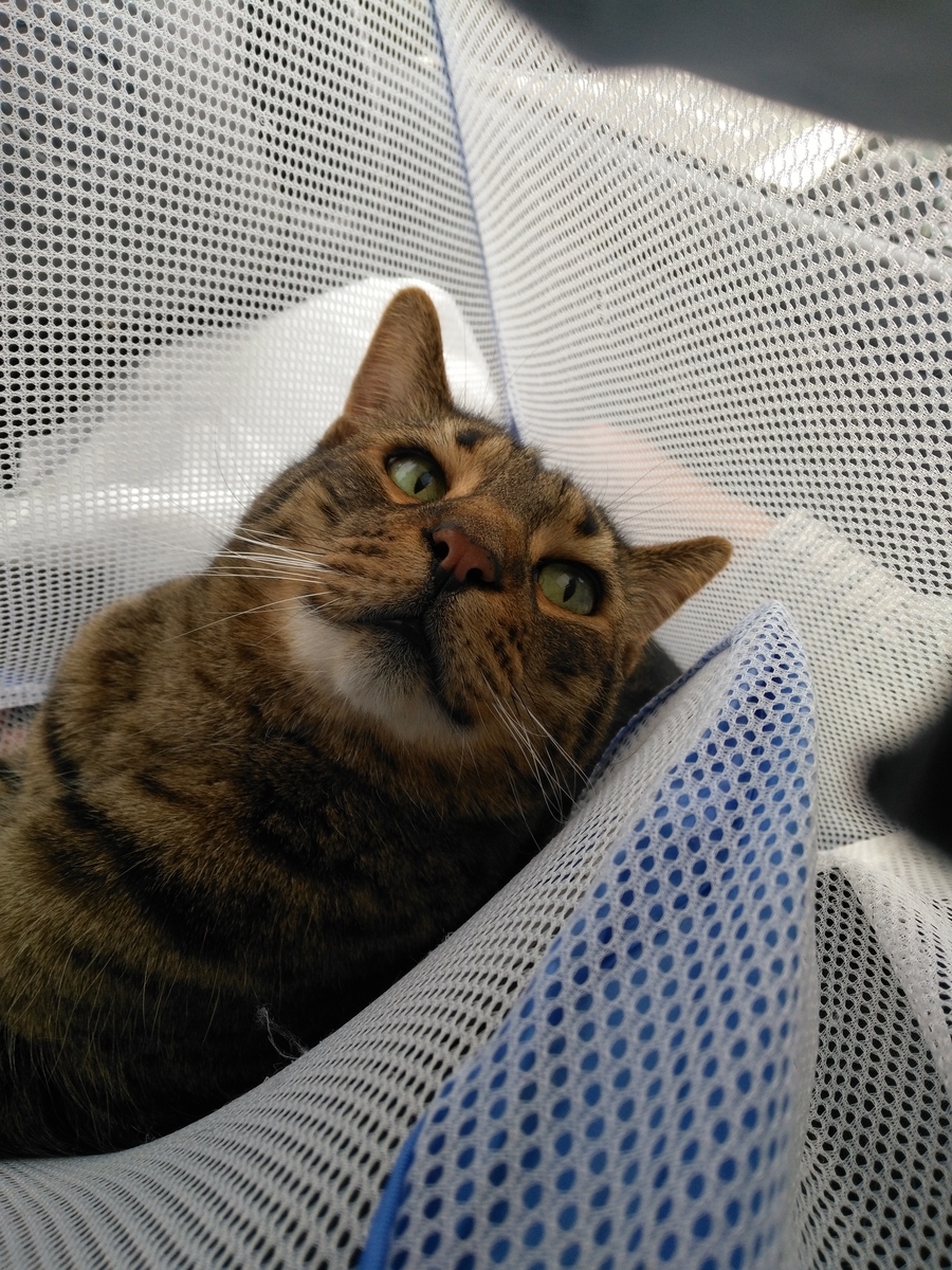 f:id:nekonohanashi:20190531092751j:plain:w350