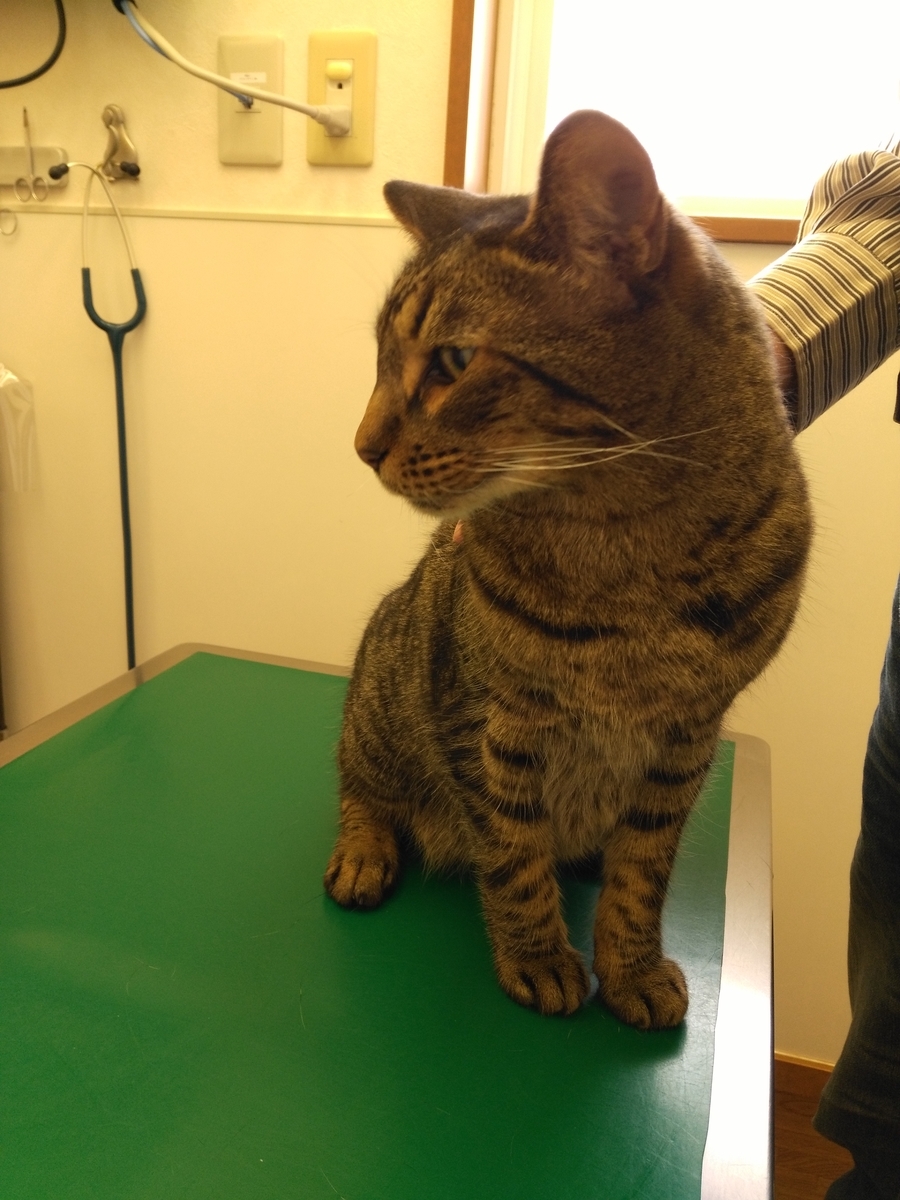 f:id:nekonohanashi:20190531095517j:plain:w350