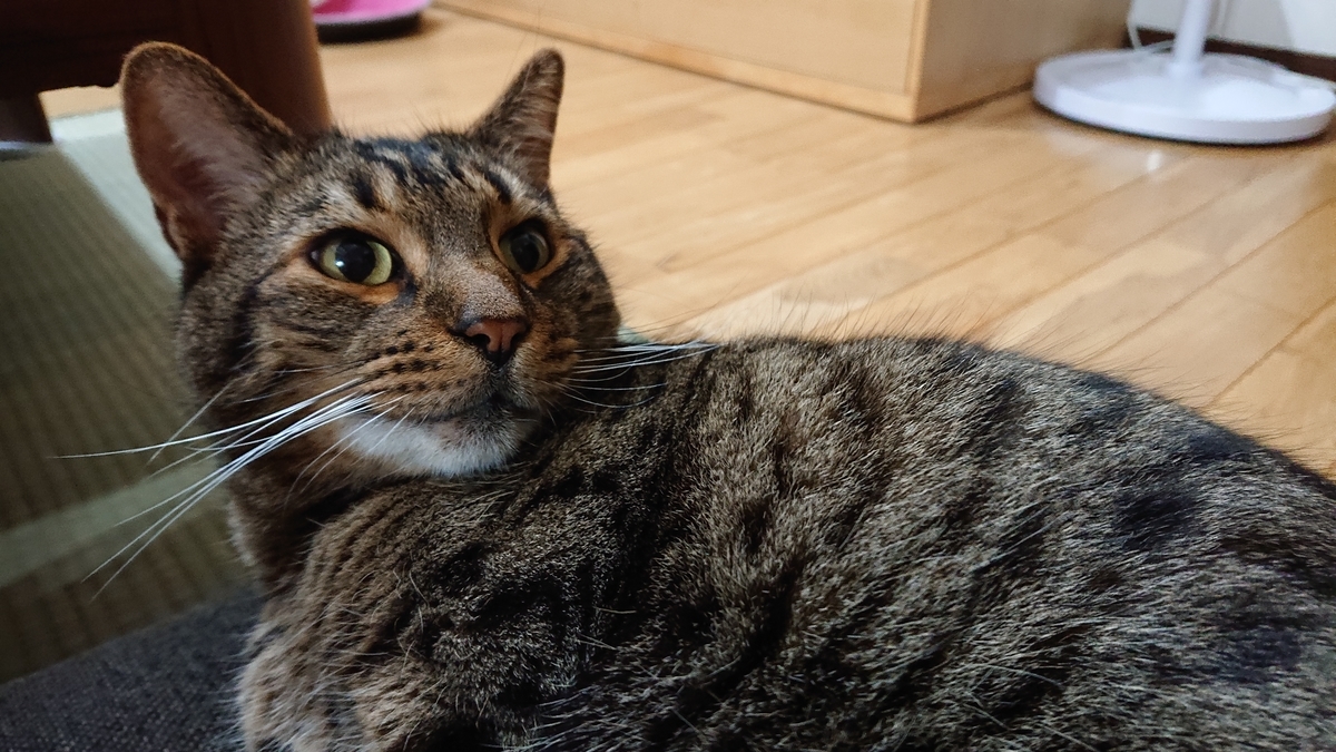 f:id:nekonohanashi:20190608202723j:plain:w350 f:id:nekonohanashi:20190608202723j:plain:w350