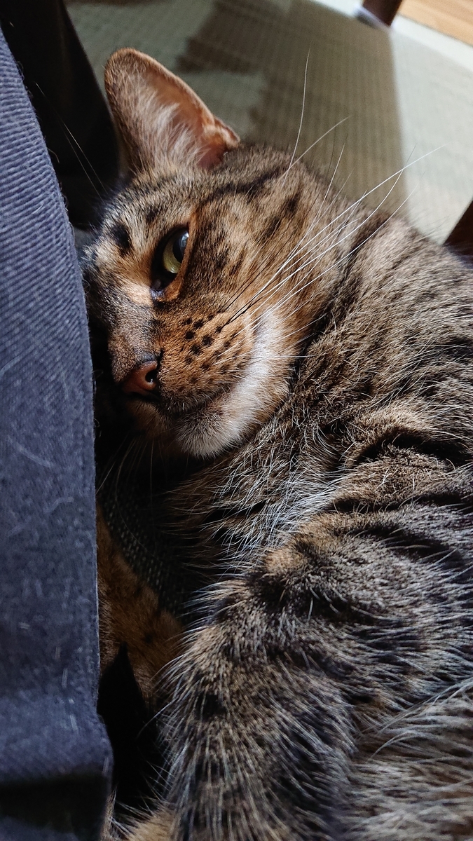f:id:nekonohanashi:20190608203038j:plain:w350 f:id:nekonohanashi:20190608203038j:plain:w350