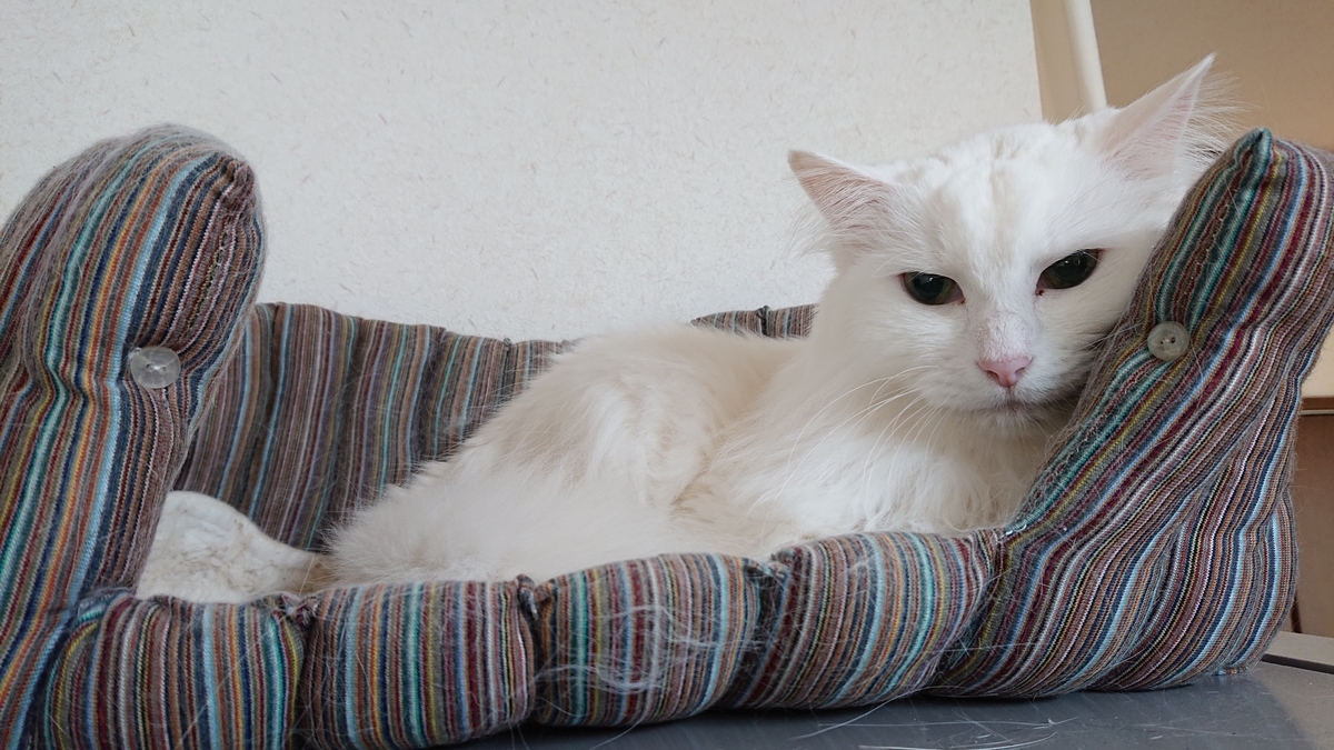f:id:nekonohanashi:20190619060305j:plain:w350