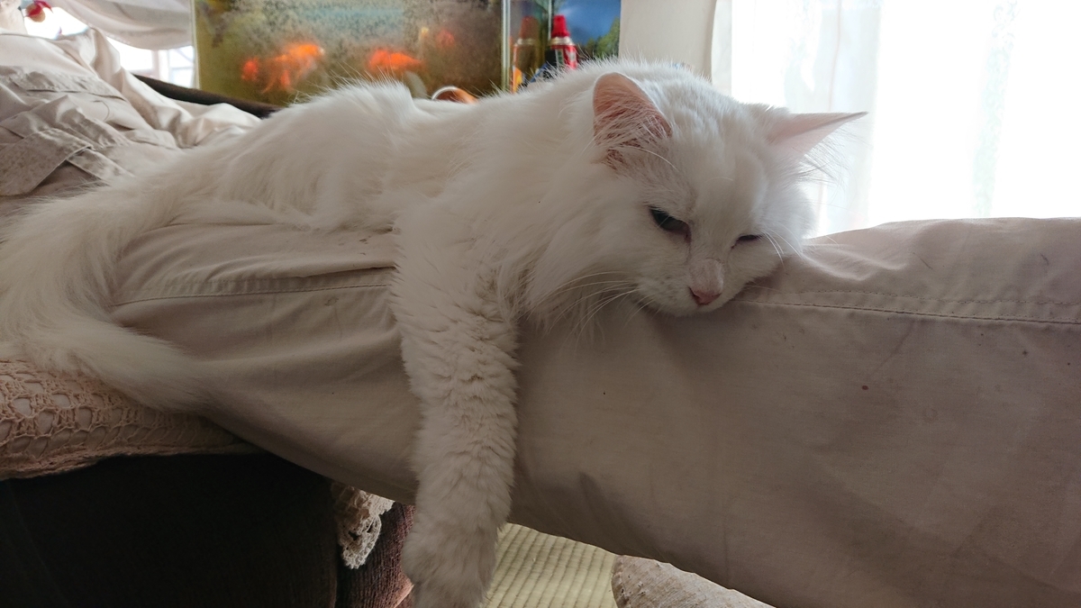 f:id:nekonohanashi:20190628172031j:plain:w350