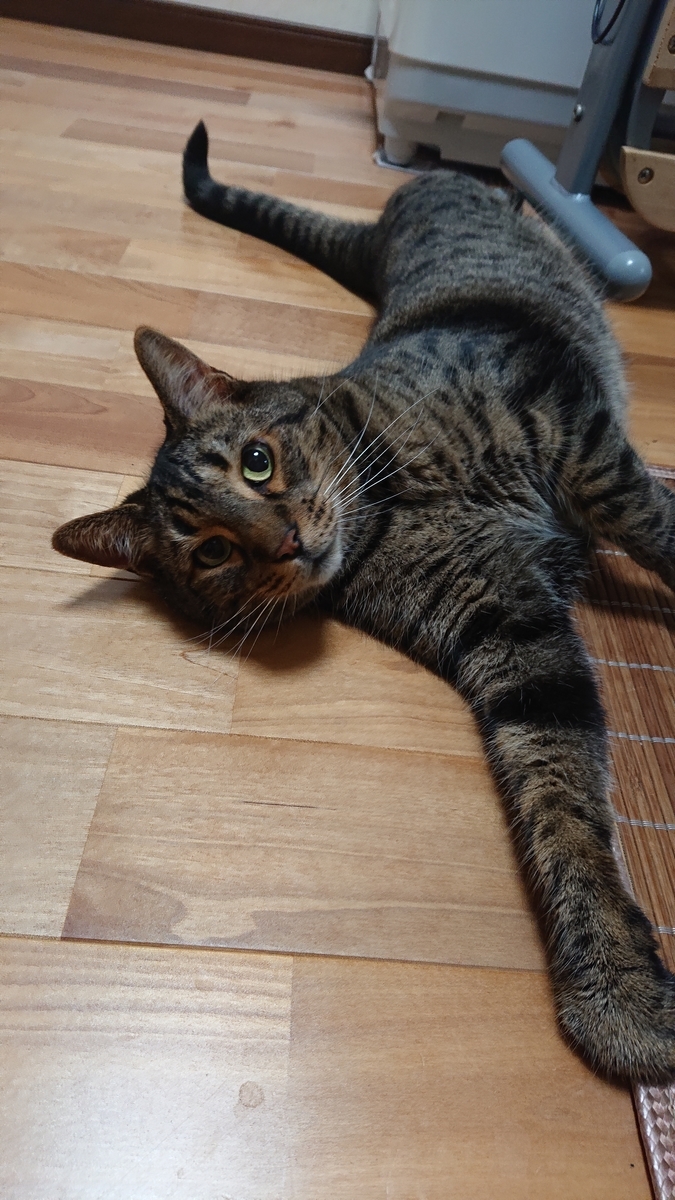 f:id:nekonohanashi:20190629071115j:plain:w300
